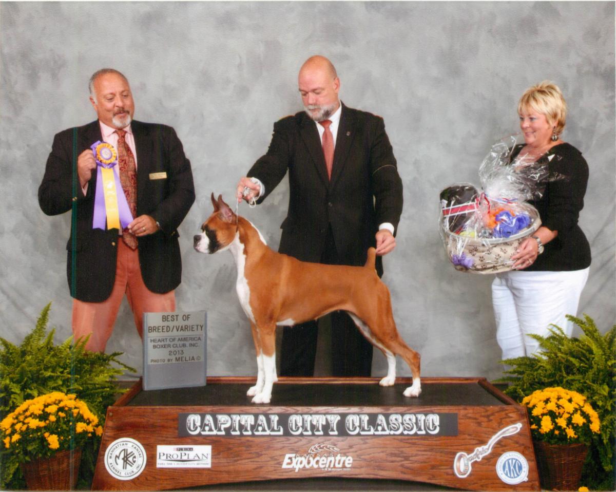 Best of Breed @ 2013 Specialty Show #1