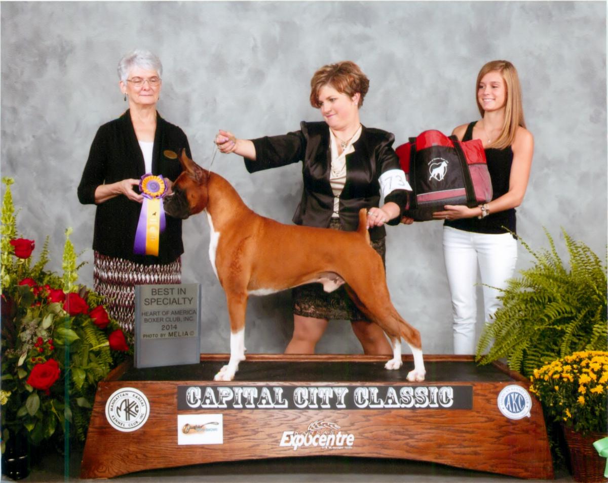 Best of Breed @ 2014 Specialty Show #2