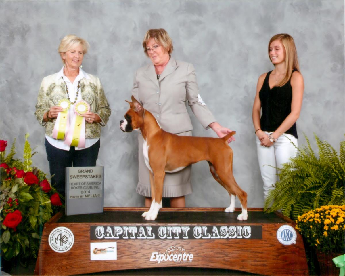 Grand Sweeps & Best Puppy @ 2014 Specialty Show #2